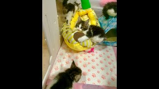 Feline Fiesta: Daily Adventures with Our Playful Kittens! 🎉🐈