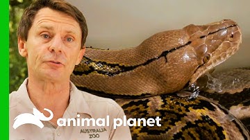 Reticulated Python Needs Extra Help To Shed Her Skin | Crikey! It