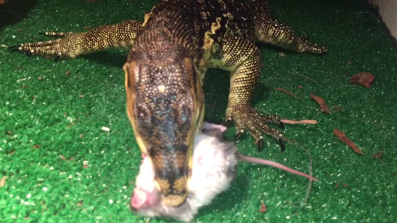 Water monitor live feeding