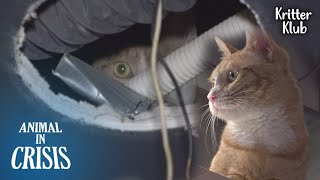 Secret Of A Cat Hiding Inside The Restaurant Ceiling l Animal in Crisis Ep 339