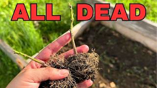 60 plants from Amazon Update😭filling & seeding new raised beds