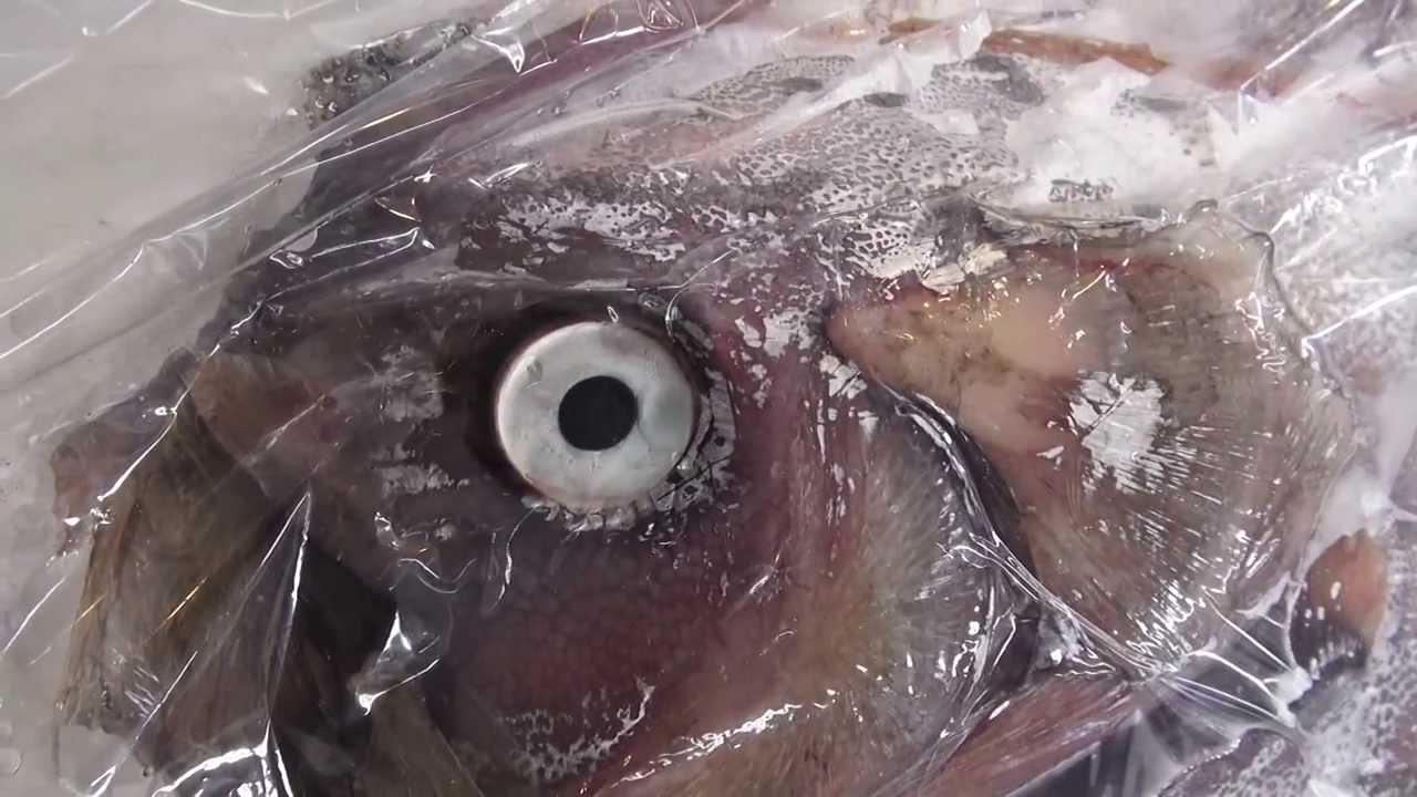 幻の深海魚 「リュウグウノツカイ」 2014 Giant Oarfish - YouTube