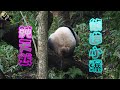 20210123 吃完多汁鳳梨，圓仔馬上造了一個小瀑布 The Giant Panda Yuan Zai