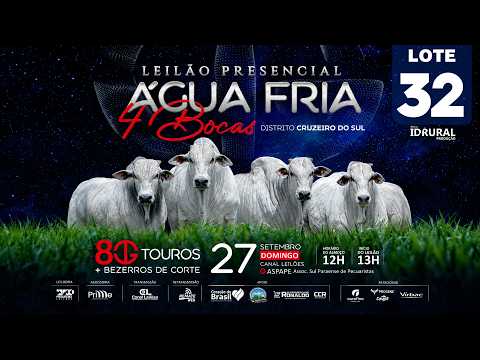LOTE 32