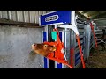 Cow scanning