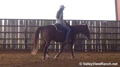 GP Smooth Cat - jog, spins, lope-offs, stops! - ValleyViewRanch.net