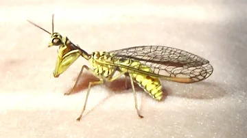スズメバチとカマキリのガチャ