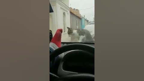 Guy gets instant karma for trying to scare a cat