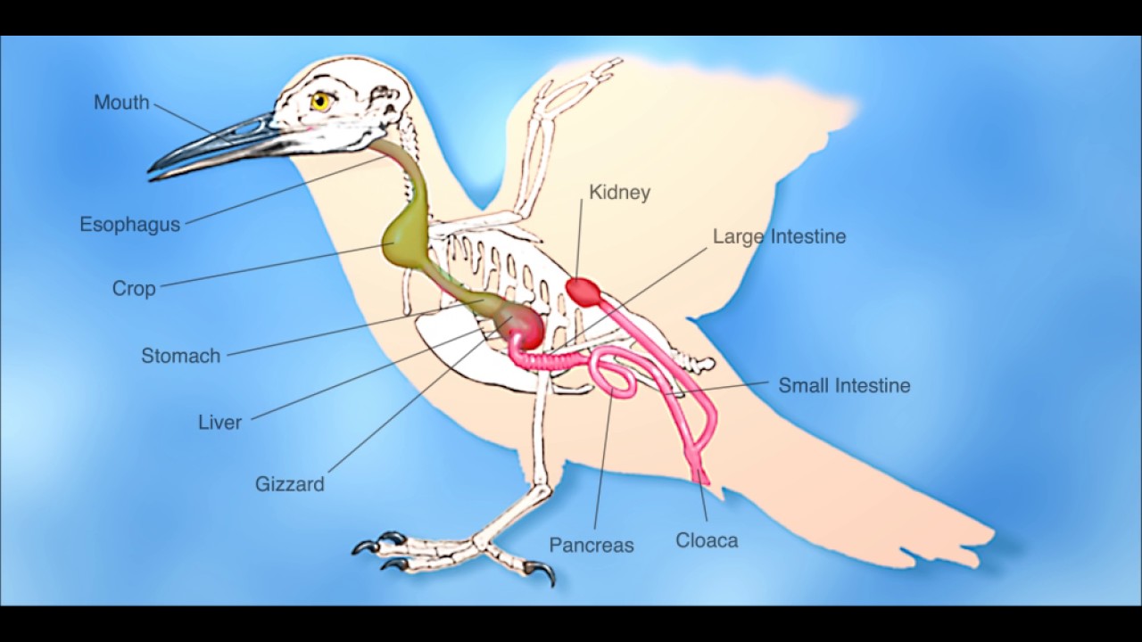 Bird Digestive - YouTube
