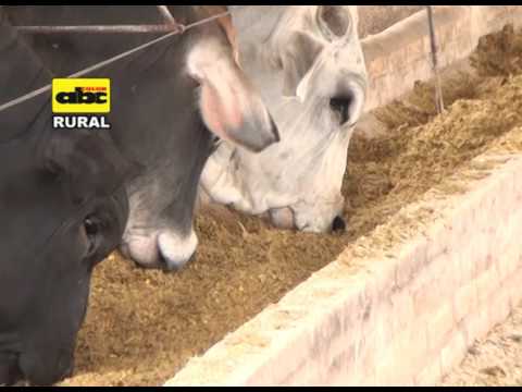 Uso de burlanda de maíz