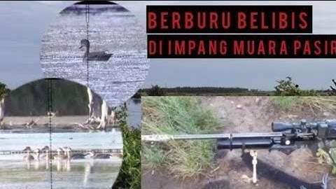 berburu belibis di muara pasir.#hunting #belibis