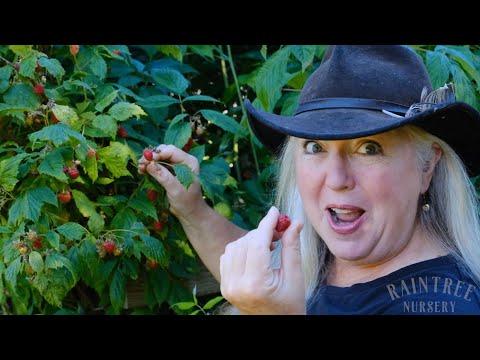 How to Harvest Perfect Raspberries!
