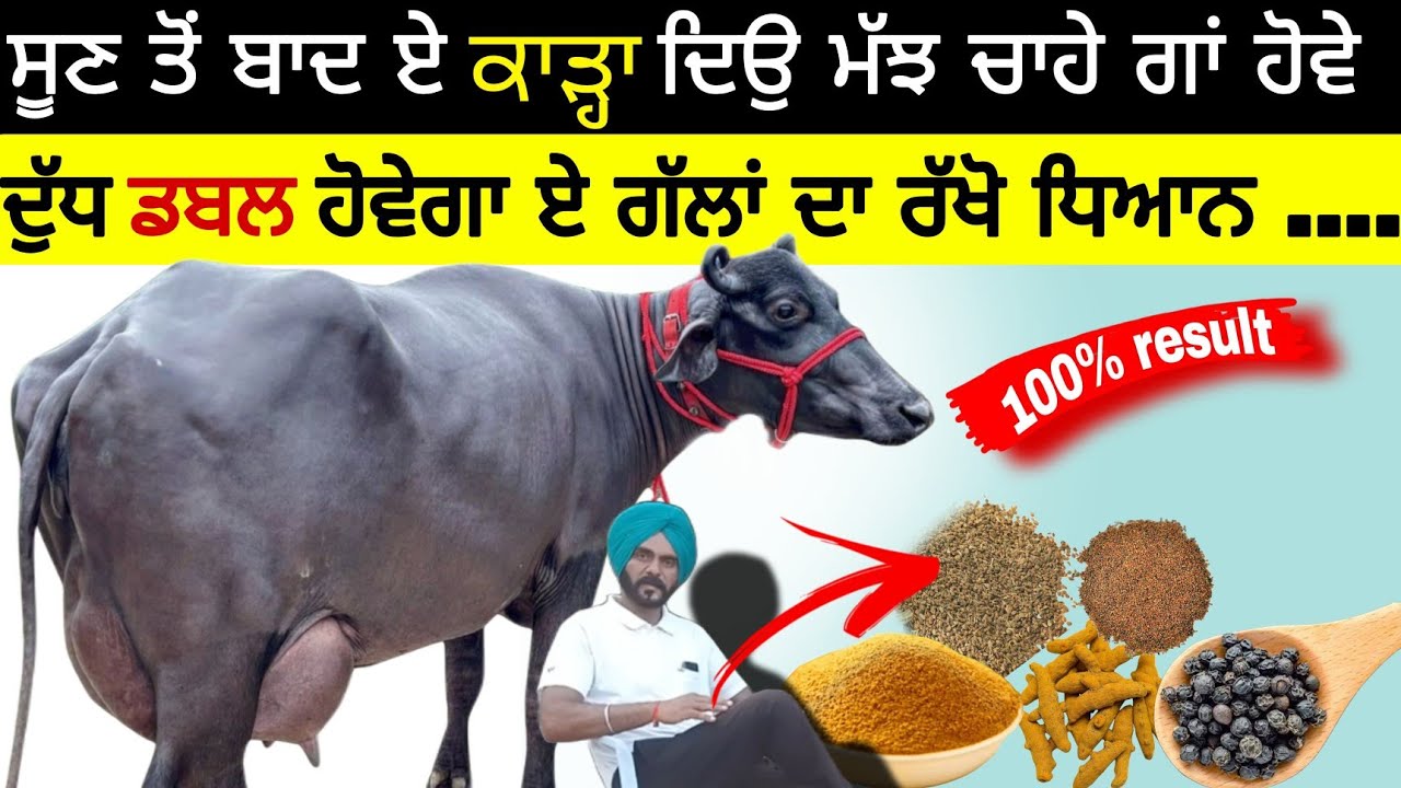 ਸੂਣ ਤੋਂ ਬਾਦ ਏ ਕਾੜ੍ਹਾ ਜਰੂਰ ਦਿਉ। घरेलू काढ़ा ਮੱਝਾ ਗਾਵਾਂ ਲਈ ਖਾਸ। it's most important for buffalo & cow