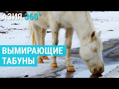 Видео: Обледеневшая степь. Почему в Казахстане гибнут лошади | АЗИЯ 360°