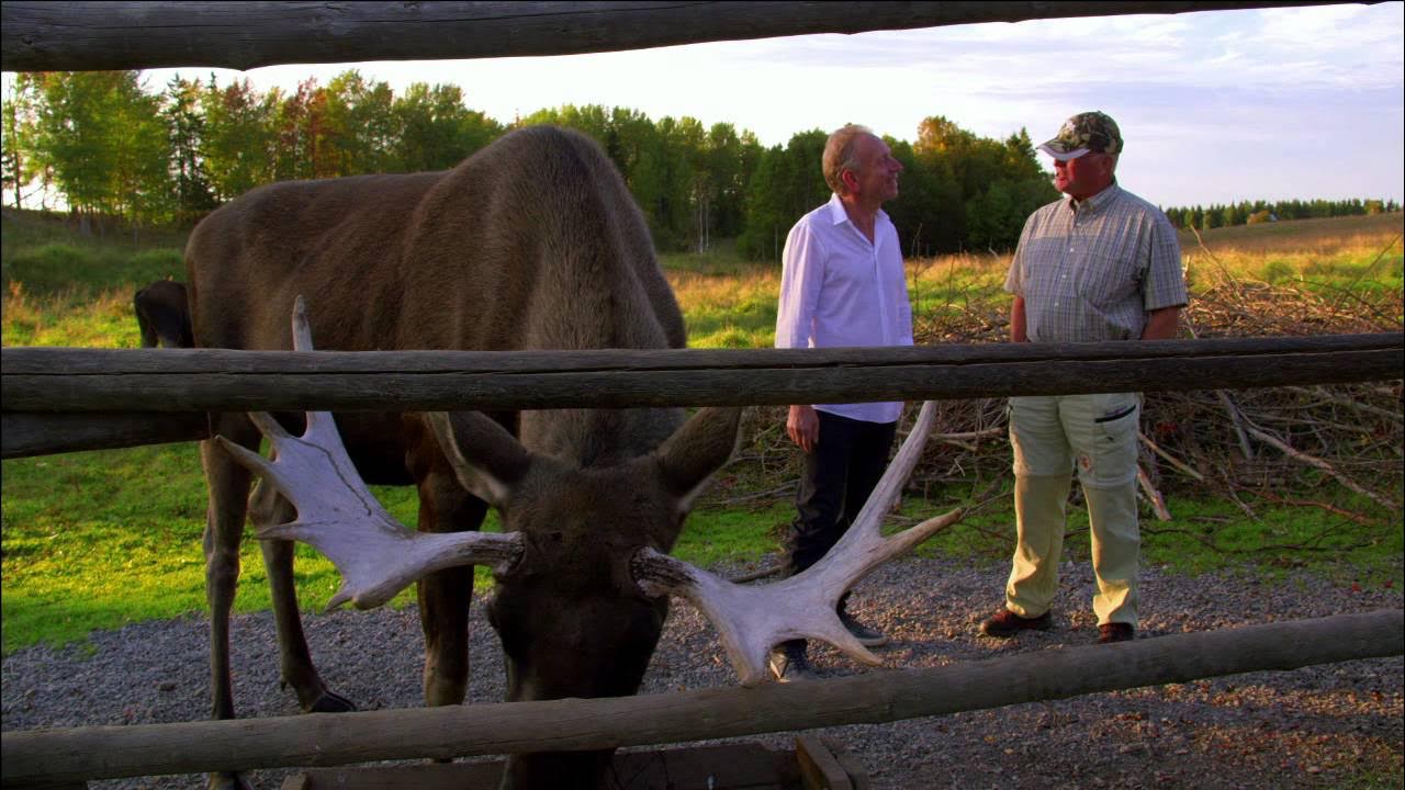 Worlds most expensive Cheese Sweden Moose Cheese Preview of 'Cheese Slices' Season 7, Will