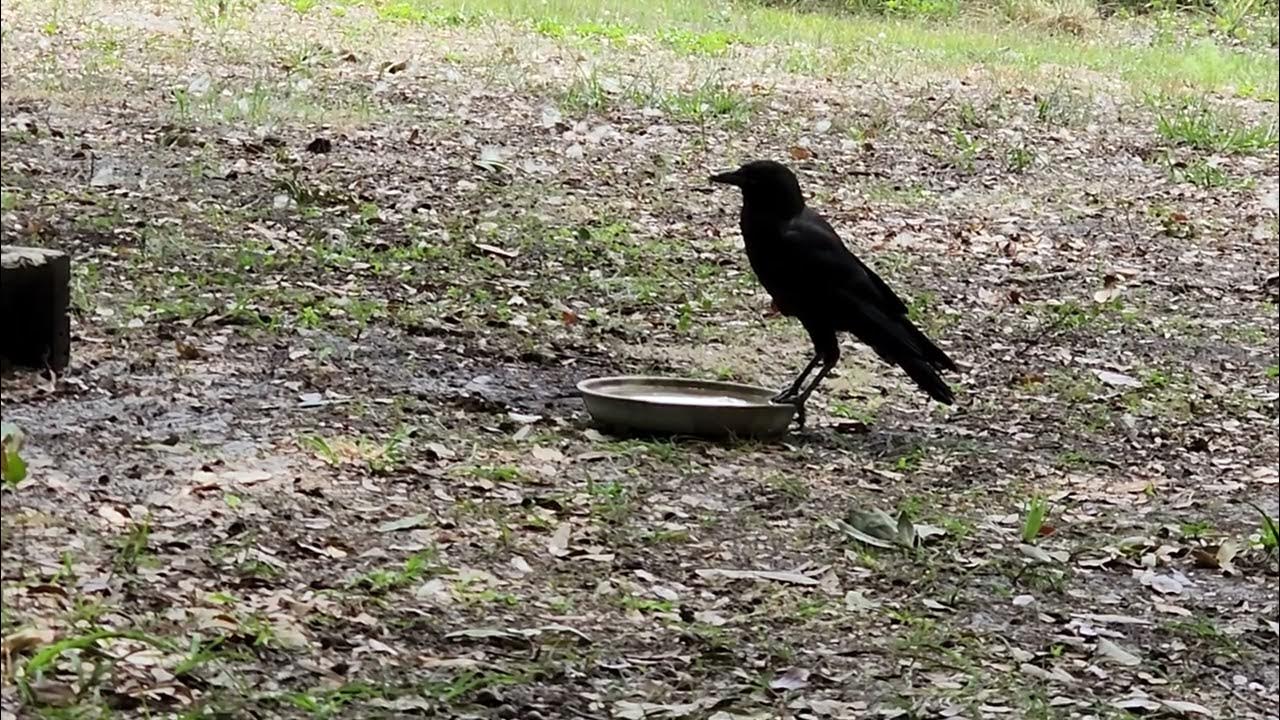 Crow waits for cracker to get soggy. YouTube