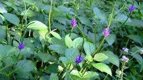 ♦️ GIỚI THIỆU CÂY THUỐC QUÝ TRỊ BÁ BỆNH : CÂY ĐUÔI CHUỘT