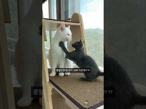 진짜 말도 안되는 남매 사이,, thumbnail