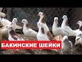 Версия происхождения Бакинских шеек