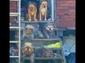 Rescues &amp; Shelters Needed! 5 dogs living in squalor