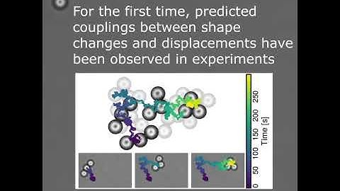 How microscopic scallops wander