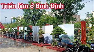 Ngắm nhìn cây Triển lãm Bonsai lớn nhất tỉnh Bình Định năm 2022