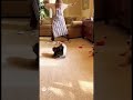 When the Balloon Explodes: Cat vs Grandma Chaos!😅 #dog #cat