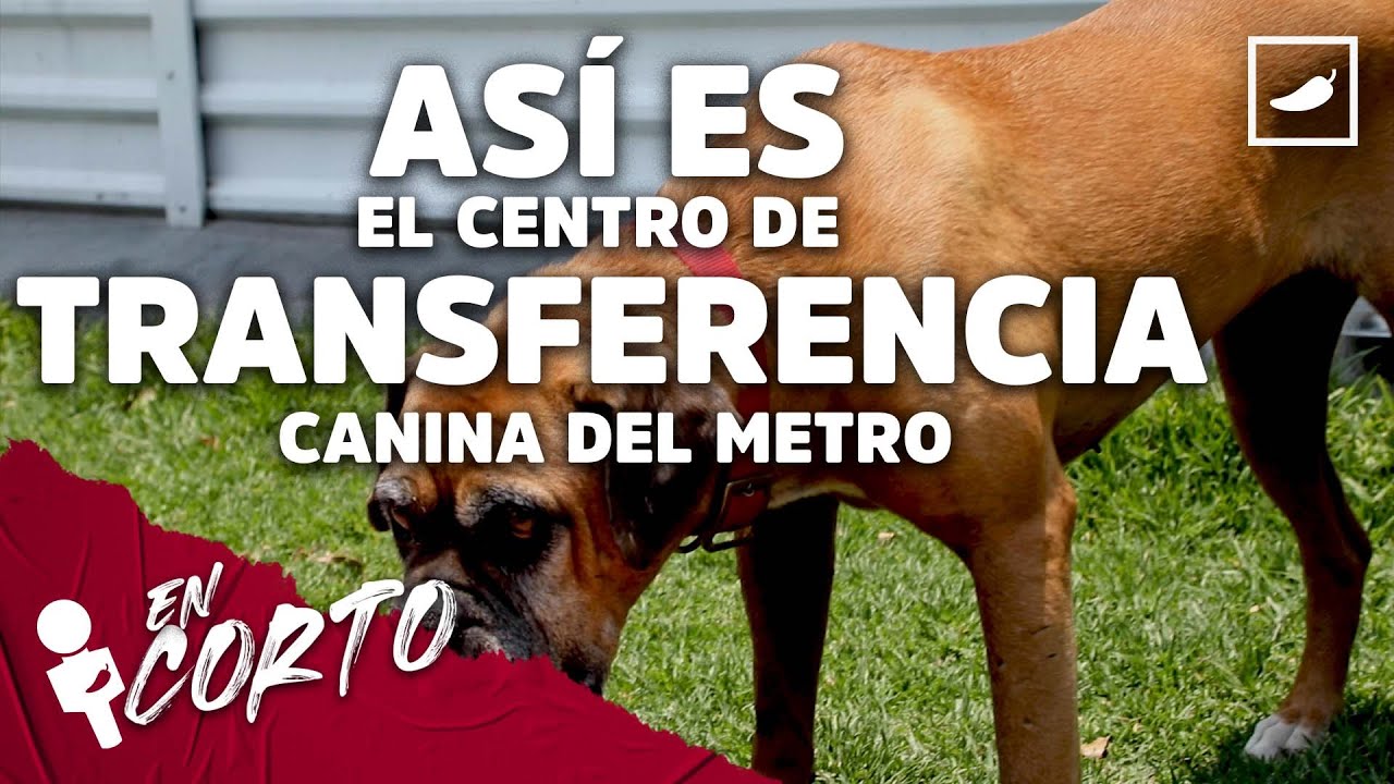 Así es el Centro de Transferencia Canina (CTC) del Metro - YouTube