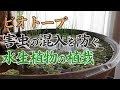 【ビオトープ】害虫の混入を防ぐ水生植物の植栽【睡蓮鉢#03】