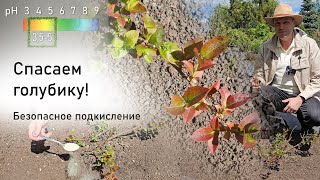 Спасаем голубику! Безопасное подкисление