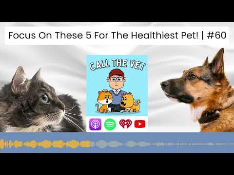 Focus On These 5 For The Healthiest Pet! | #60