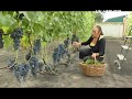 Як виростити сортовий виноград на Чернігівщині? Ранок (20.10.18)