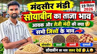 19 सितंबर 2026 मंदसौर मंडी सोयाबीन भाव ! Mandsaur Mandi bhav 🔥 सभी जिंसों के भाव  #mandibhav  screenshot 2