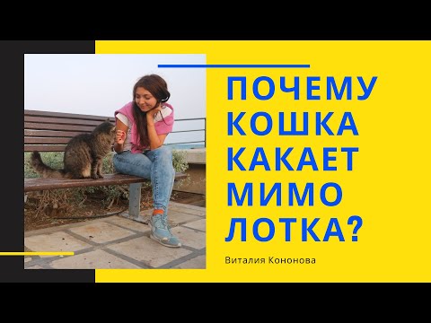 Почему кошка какает мимо лотка? Кошка гадит на кровать, а писает в лоток.