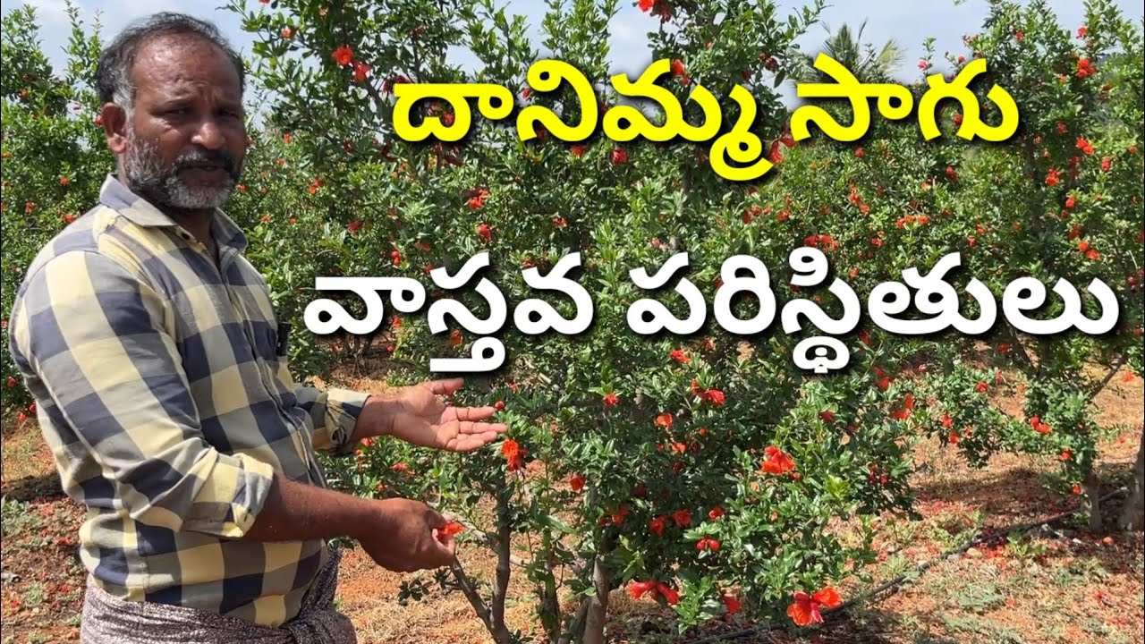 5 ఏళ్లుగా దానిమ్మ సాగు రెండు పంటలు వచ్చాయి రెండు పోయాయి | Pomegranate Farming |