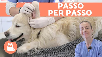 Come lavare il cane con acqua e bicarbonato?