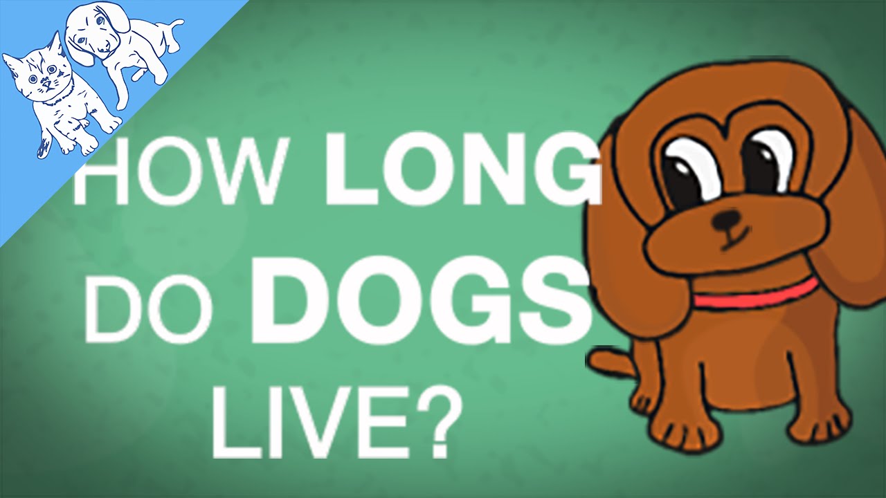 How Long Do Dogs Live? Explained