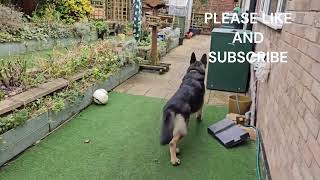 GERMAN SHEPHERD PLAYING WHILE ANNOYED SHIH TZU BARKS by DOGS BEING DOGS 106 views 1 month ago 3 minutes, 58 seconds