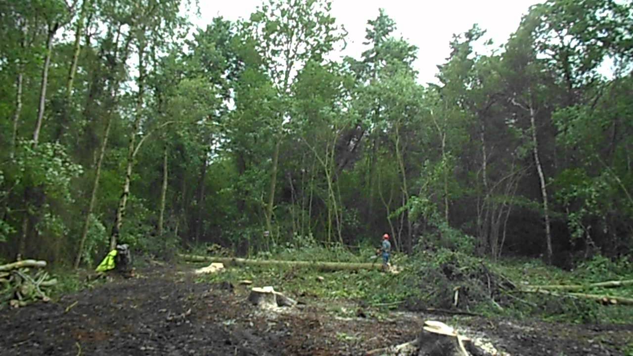 SFYFC Tree Removal Cantlop 16.06 (1).AVI