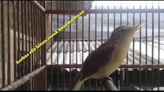 Burung kerak basi cocok buat masteran murai batu