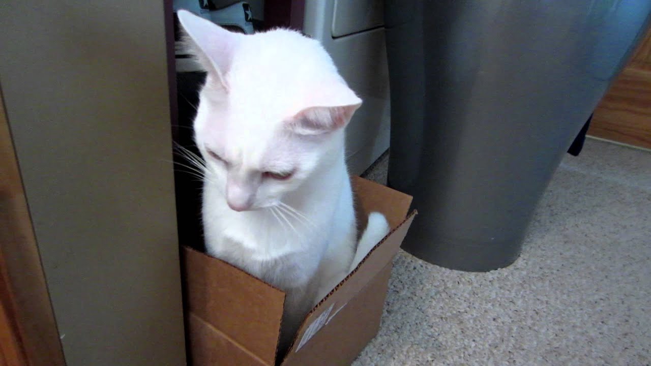catnip oil Kona Talking in a Box