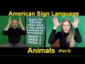 Animal Signs (05) American Sign Language (ASL) Bill Vicars with Cäsar Jacobson (Lifeprint.com)