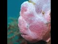 ピンクモンスターの魚