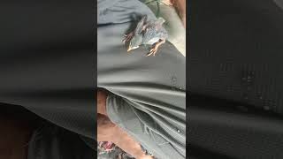 শালিকের বাচ্চাকে হান্ডফিডিং করানো হচ্ছে। #nature #gerdening #birds #handfidinf