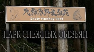 Парк снежных обезьян - Snow Monkey Park - 地獄谷野猿公苑