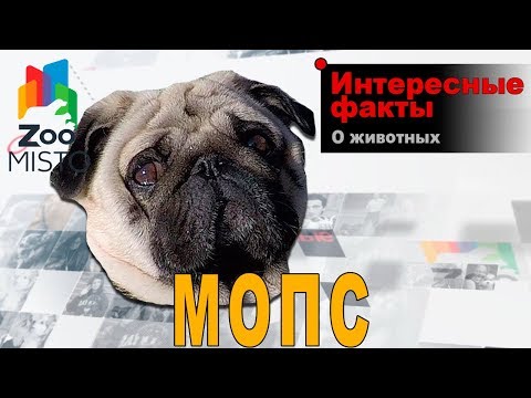 Мопс - Интересные факты о породе