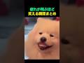 疲れが飛ぶほど笑える瞬間まとめ😂😂🤣