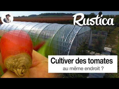 Vidéo: Plusieurs Mythes Sur La Culture Des Tomates