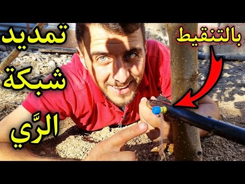 فيديو: نظام الري بالتنقيط DIY. كيف تصنع الري بالتنقيط بنفسك؟