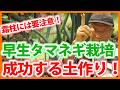 家庭菜園や農園の玉ねぎ栽培で早生玉ねぎの土作りのコツ！注意したい霜柱と玉ねぎの育て方！【農家直伝】